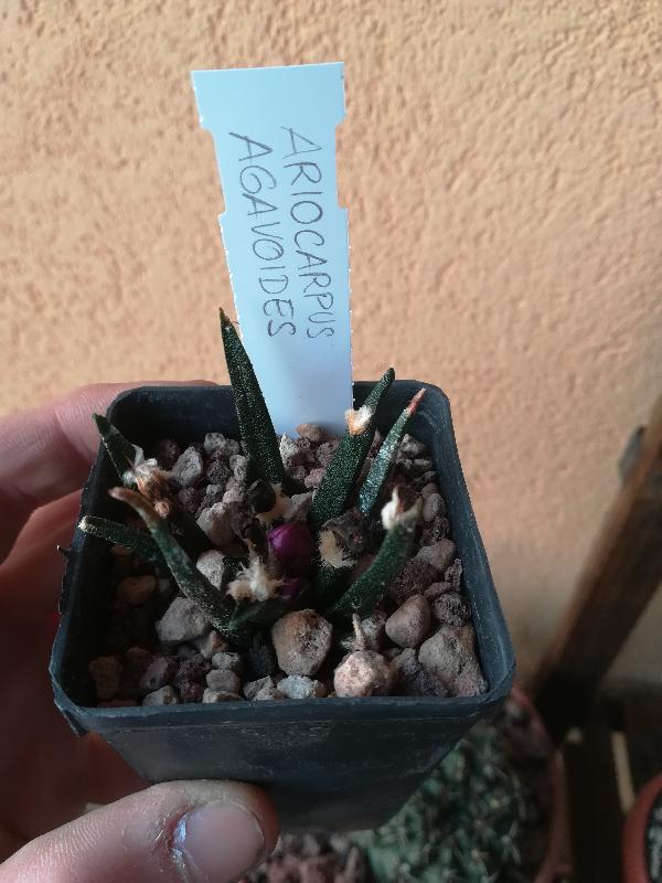 Ariocarpus_agavoides.jpg